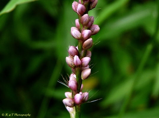 {Persicaria longiseta}
